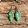 dwarf juniper earrings